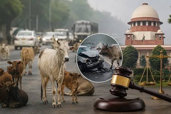 सड़कों पर आवारा पशुओं से होने वाले हादसों पर सुप्रीम कोर्ट सख्त, पीड़ितों को मुआवजा देने के लिए कानून बनाने की सलाह